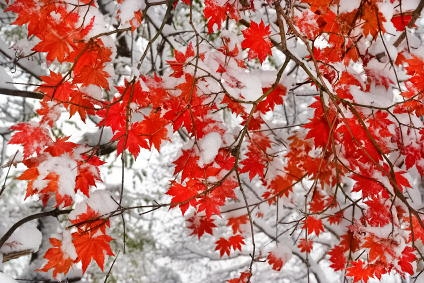 AutumnSnowfall.jpg